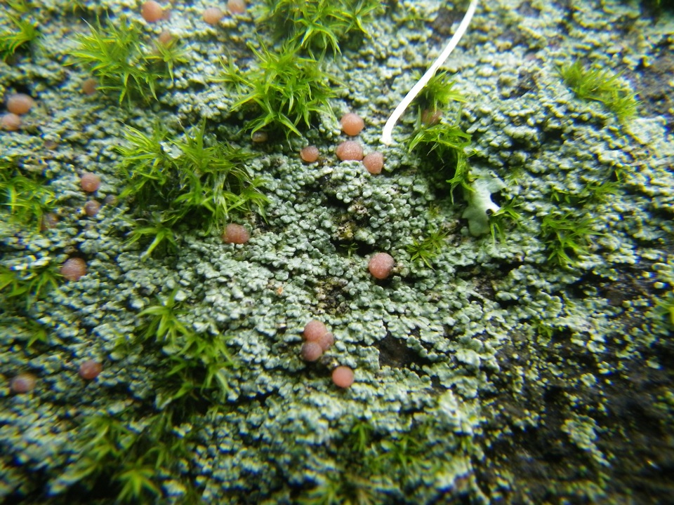 Trapelia glebulosa image