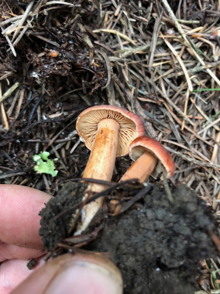 Lactarius subviscidus image