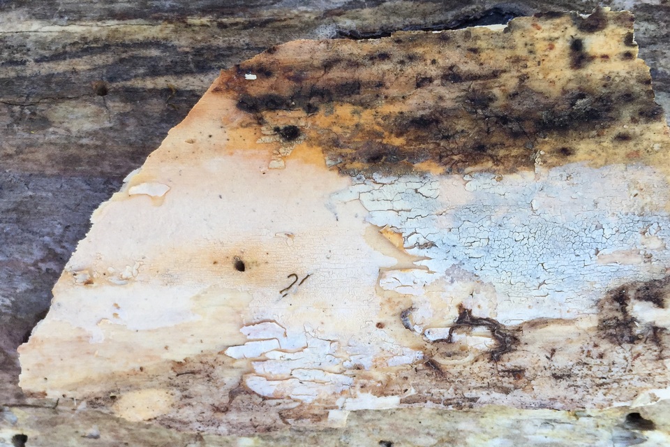 Gloeocystidiellum clavuligerum image