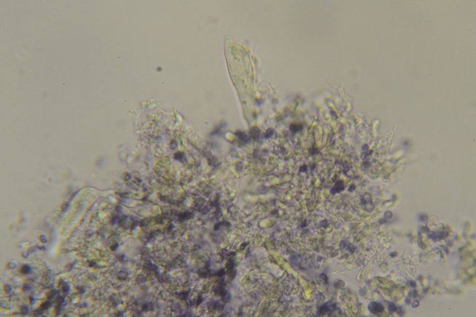 Gloeocystidiellum clavuligerum image
