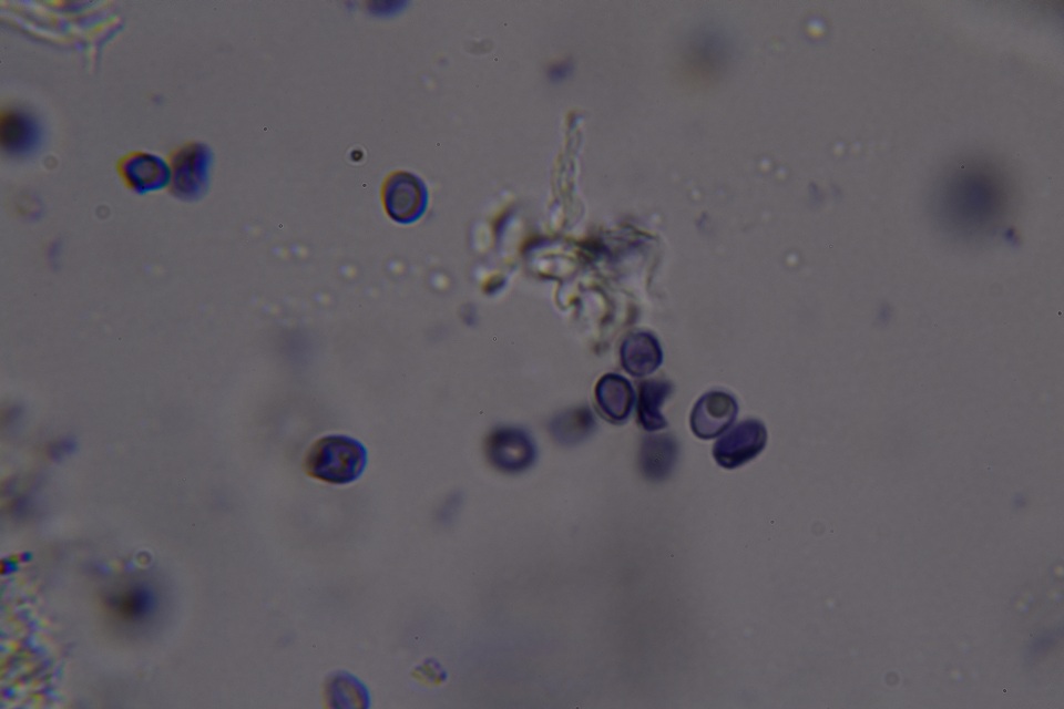 Gloeocystidiellum clavuligerum image