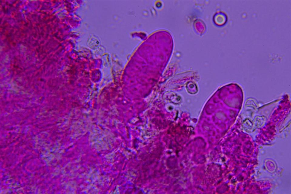 Gloeocystidiellum clavuligerum image