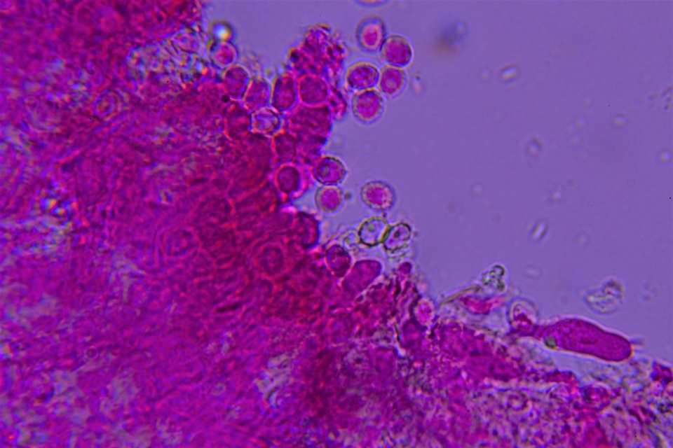 Gloeocystidiellum clavuligerum image