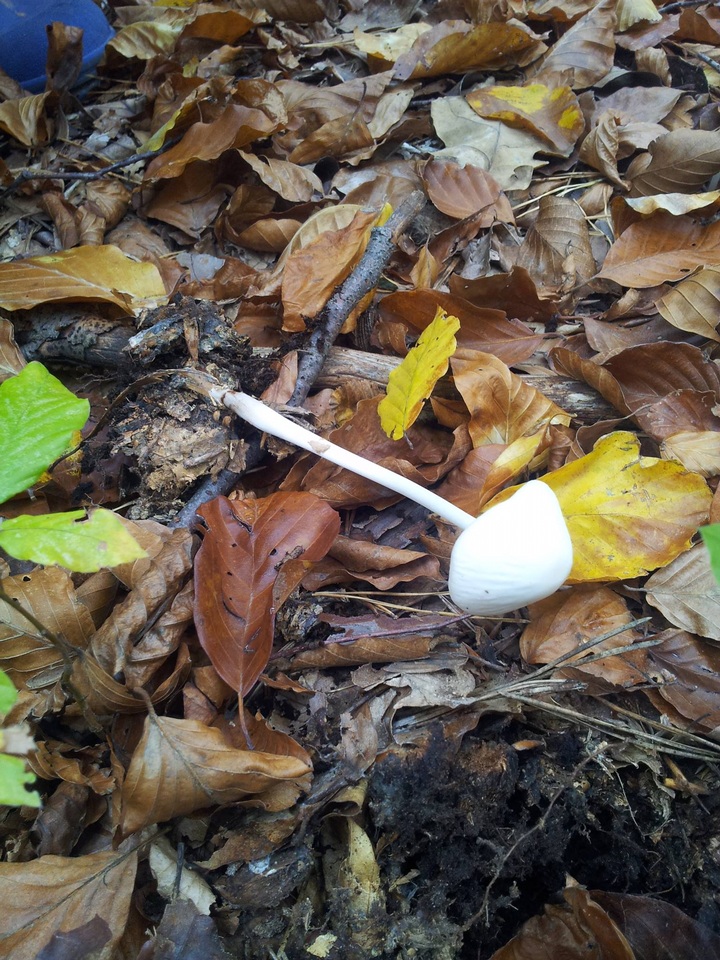Oudemansiella hygrophoroides image