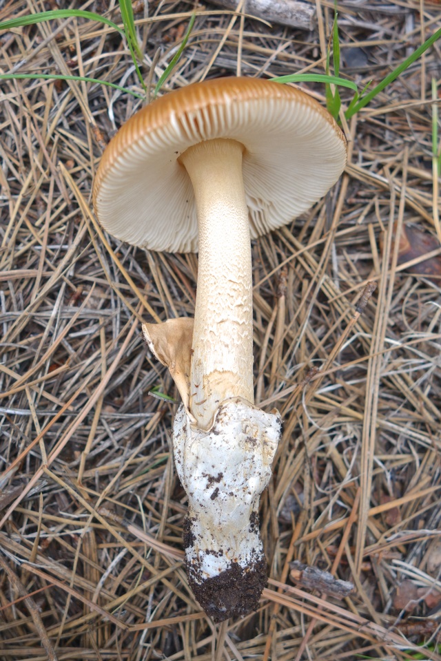 Amanita nishidae image