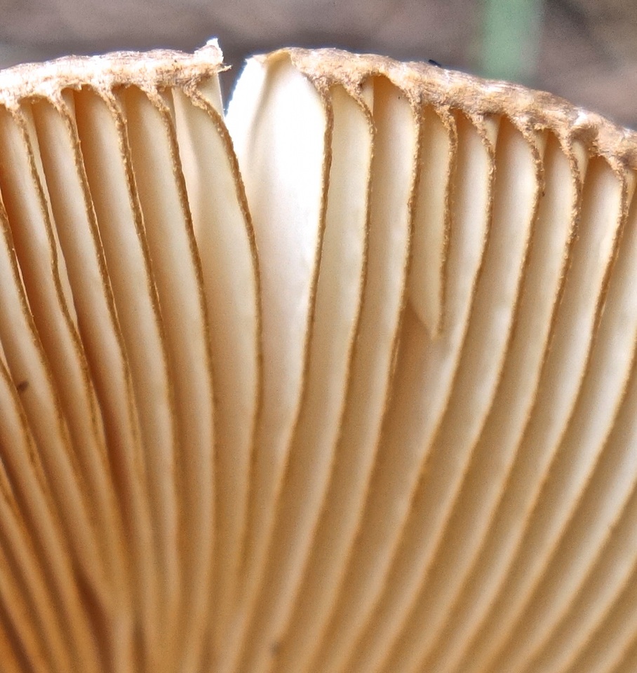 Amanita nishidae image