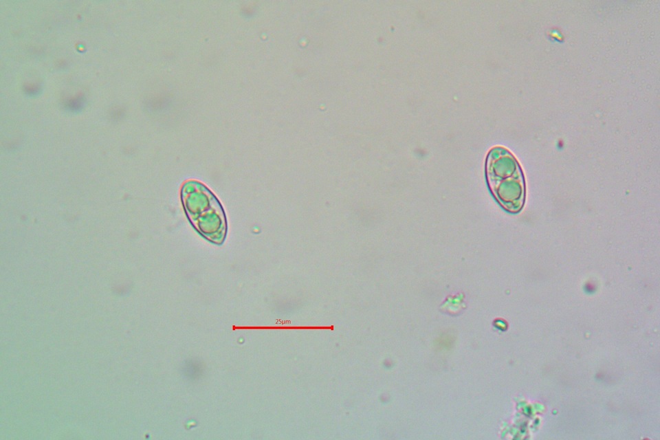 Lecanora pacifica image