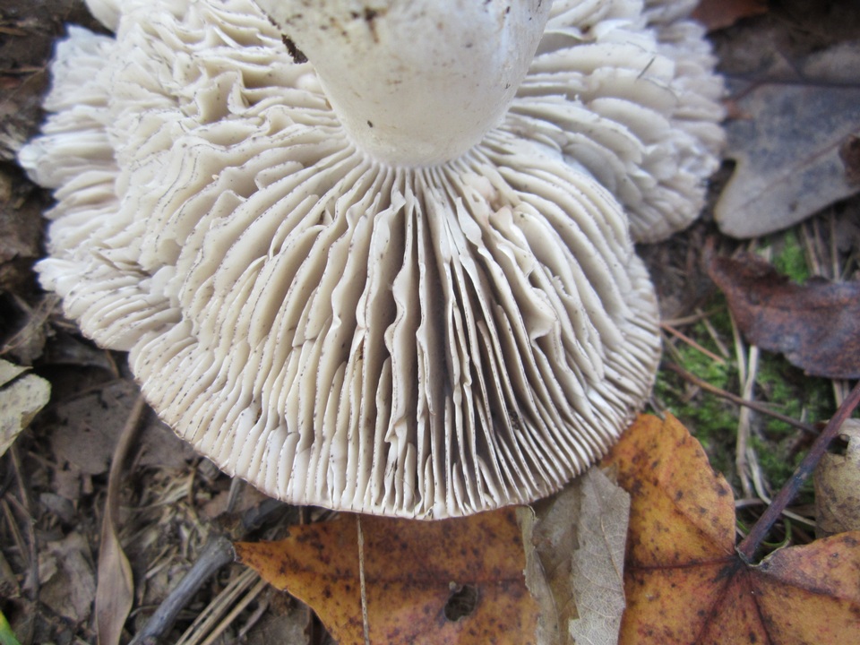 Tricholoma acris image