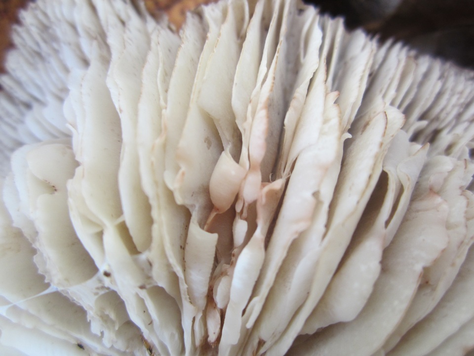 Tricholoma acris image