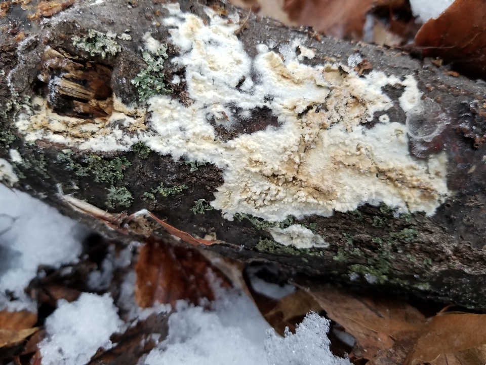 Phanerodontia magnoliae image
