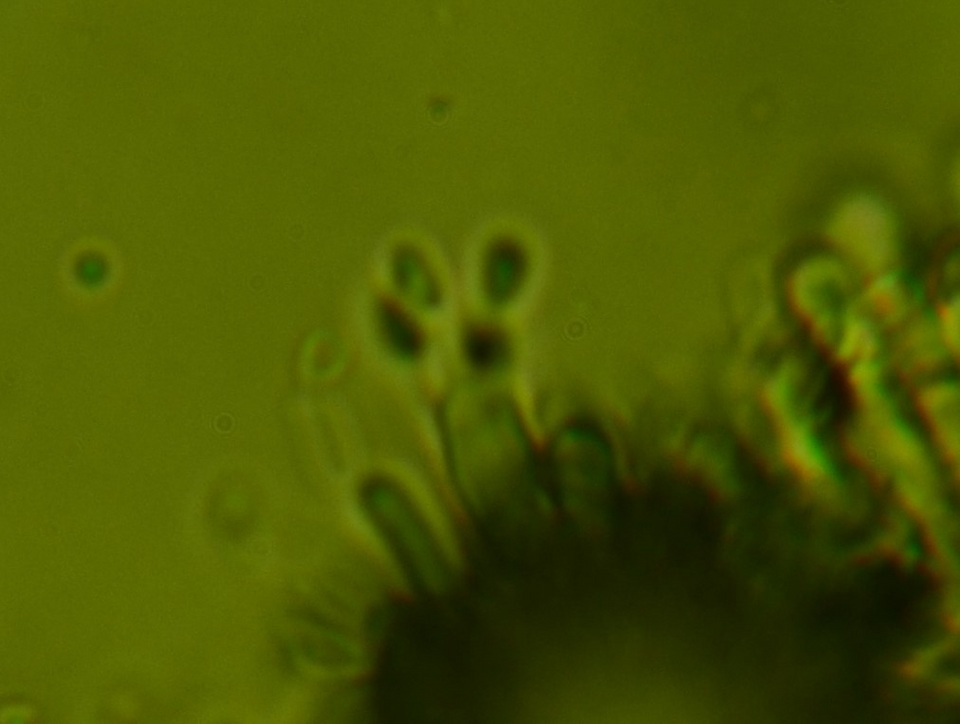 Phanerodontia magnoliae image