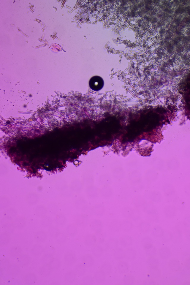 Phanerodontia magnoliae image