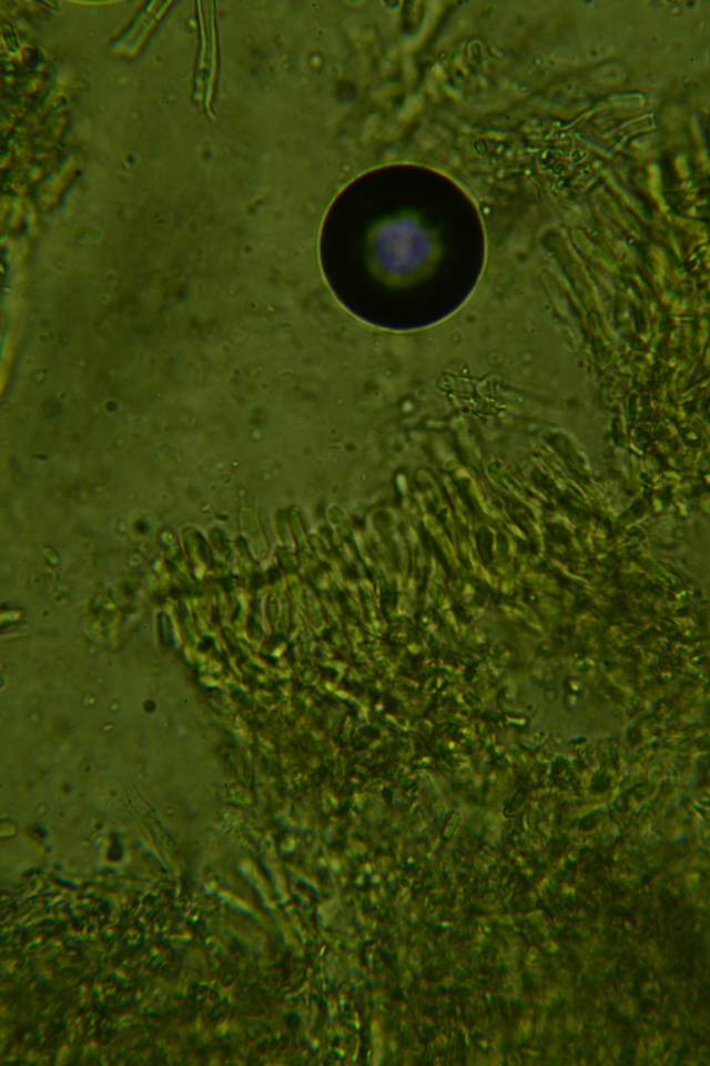 Phanerodontia magnoliae image