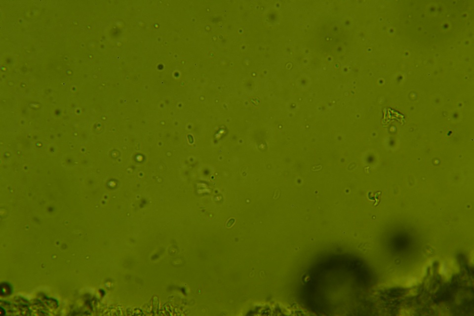 Phanerodontia magnoliae image