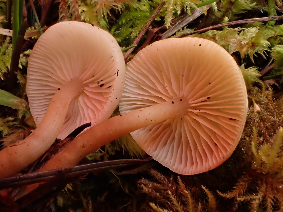 Tephrocybe platypus image