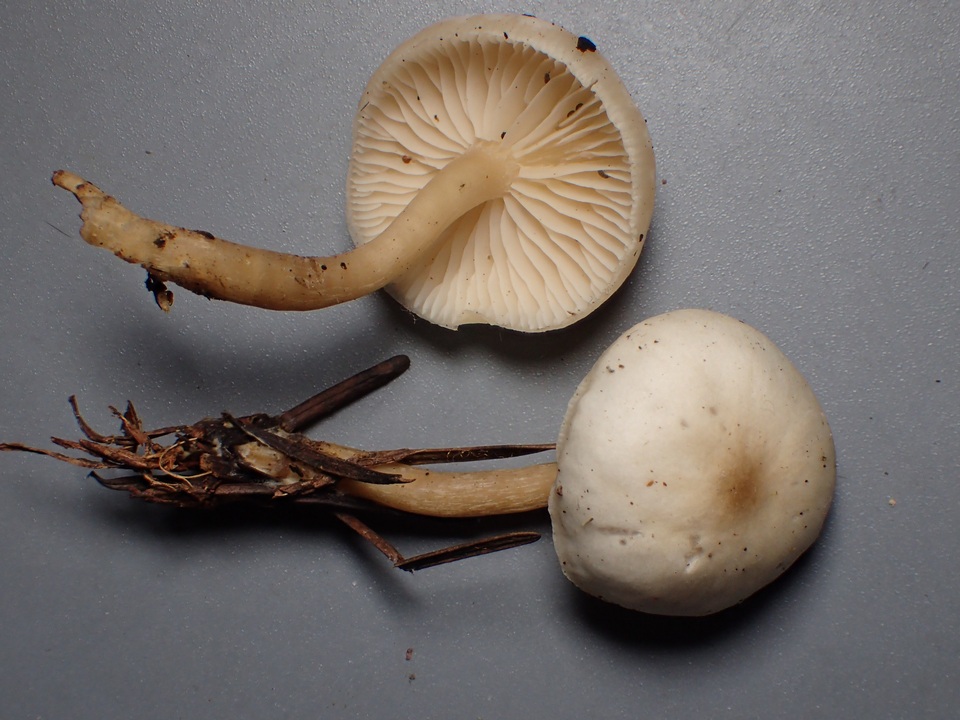 Tephrocybe platypus image