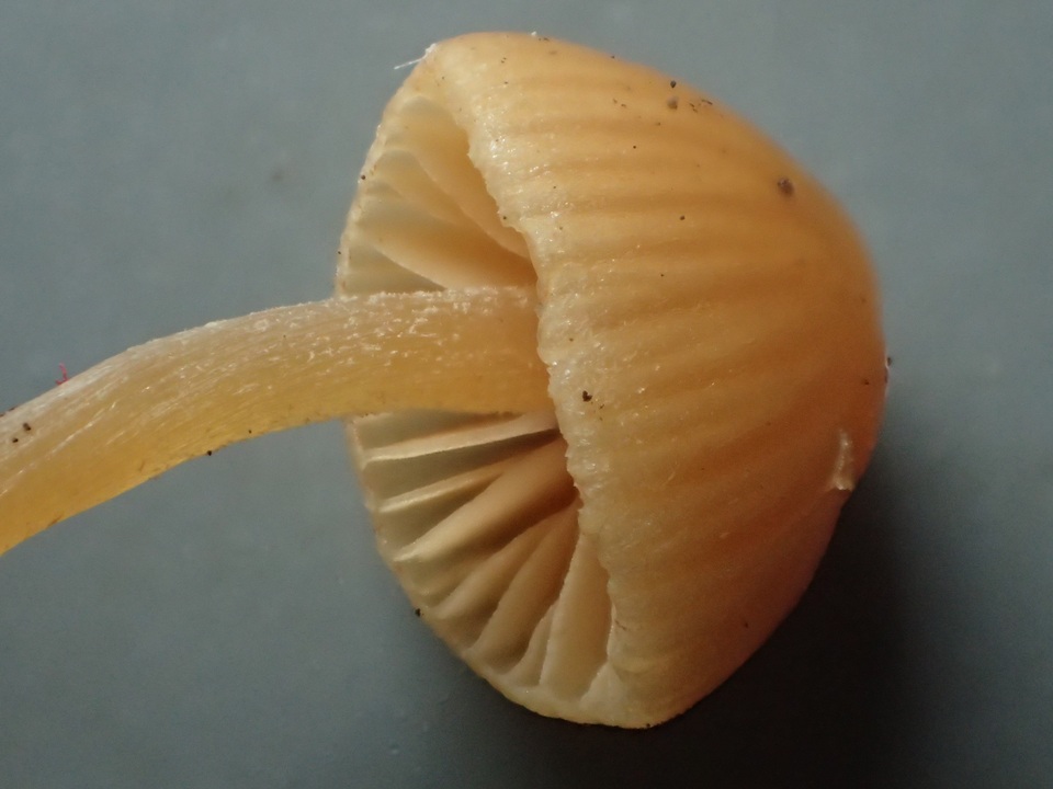 Galerina dimorphocystis image