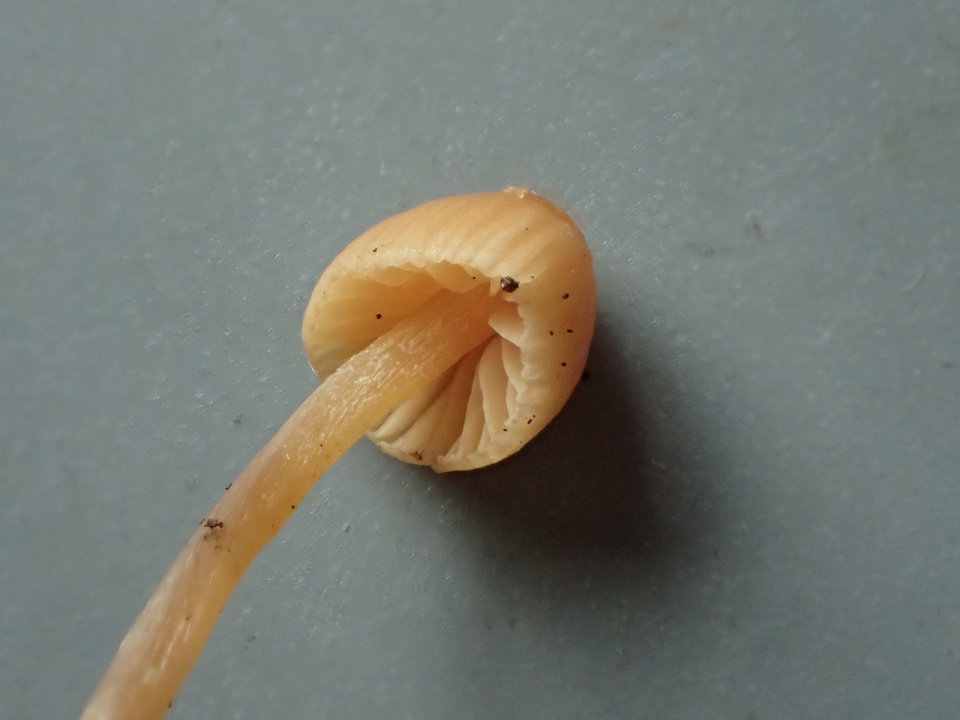 Galerina dimorphocystis image