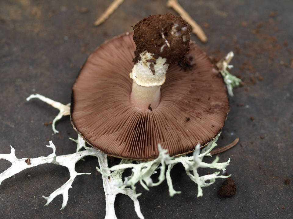 Agaricus stevensii image