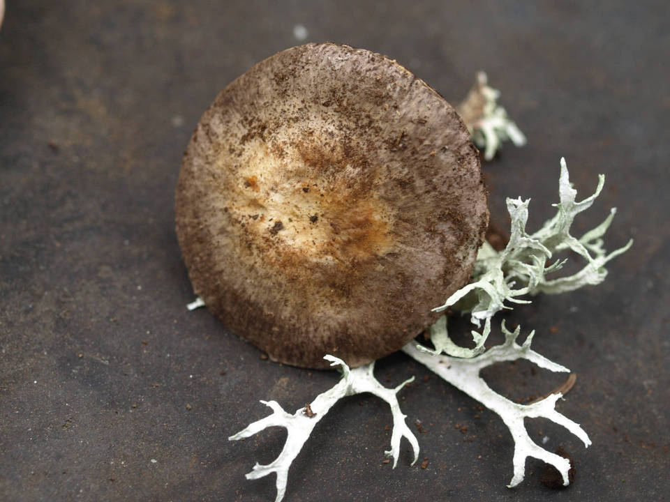 Agaricus stevensii image
