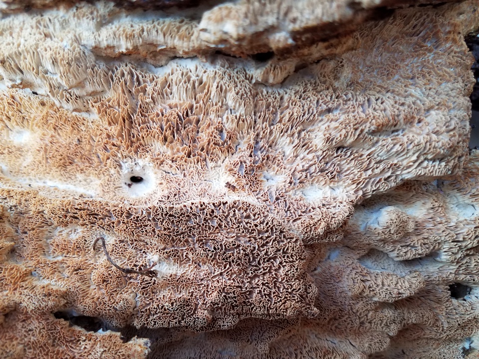 Wrightoporia avellanea image