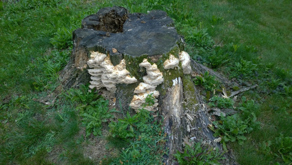 Fomitopsis durescens image