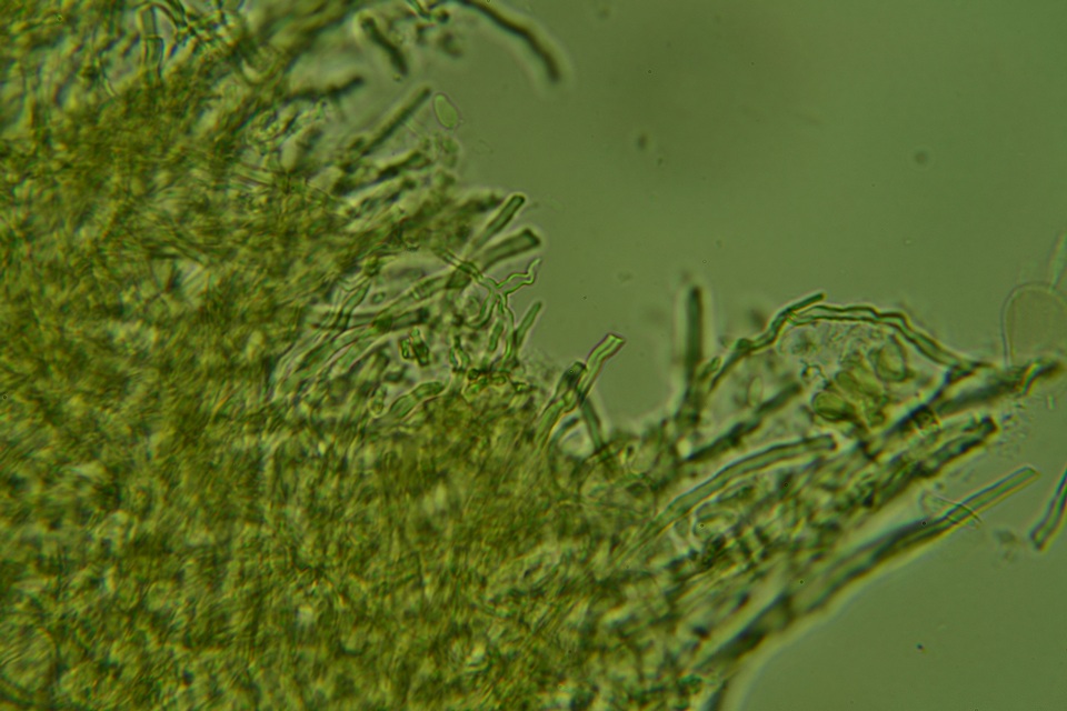 Fomitopsis durescens image