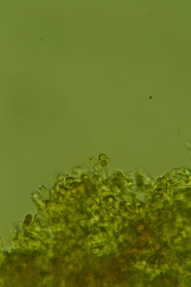 Granulobasidium vellereum image