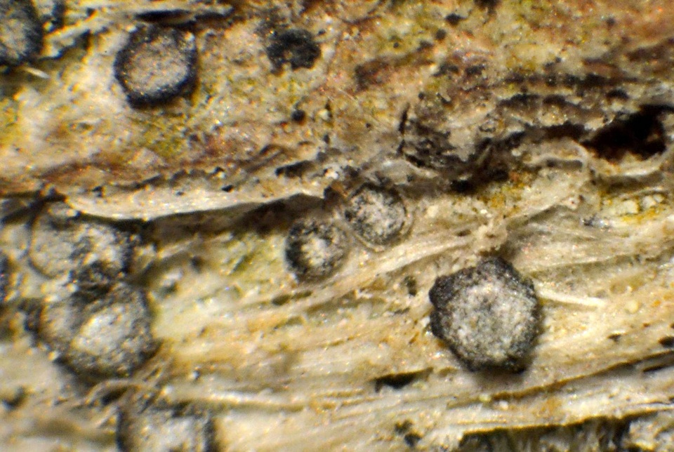 Lecanactis salicina image