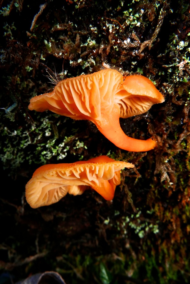 Chrysomphalina aurantiaca image