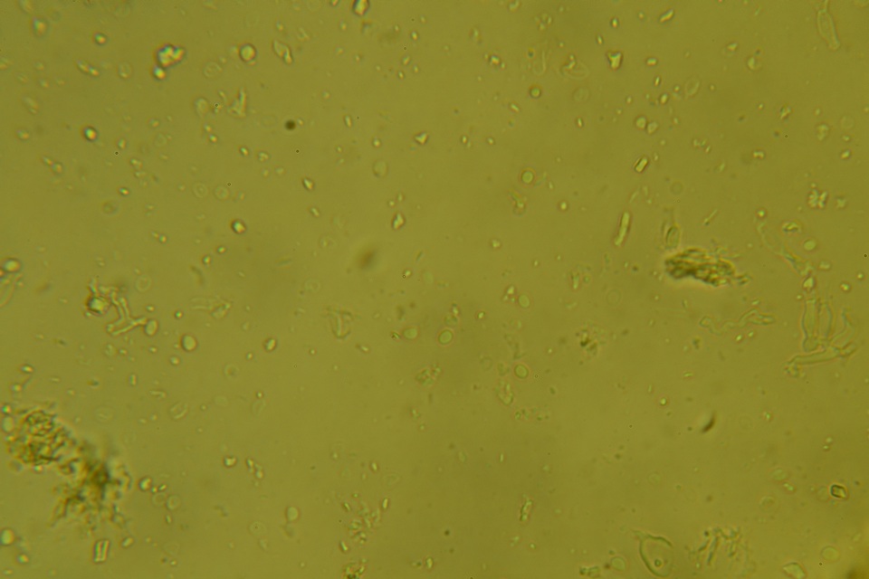 Xylodon bresinskyi image