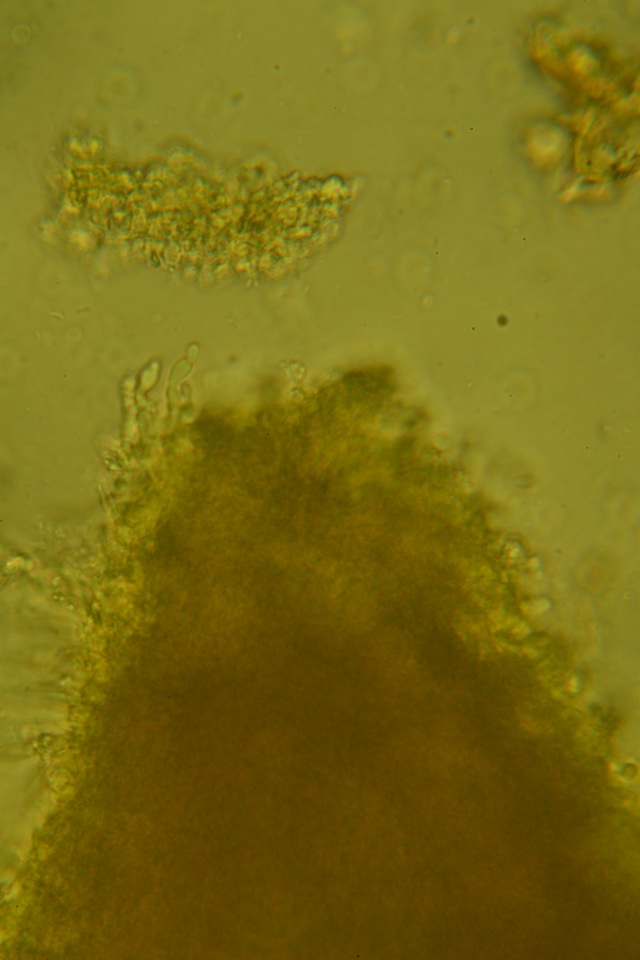 Xylodon bresinskyi image