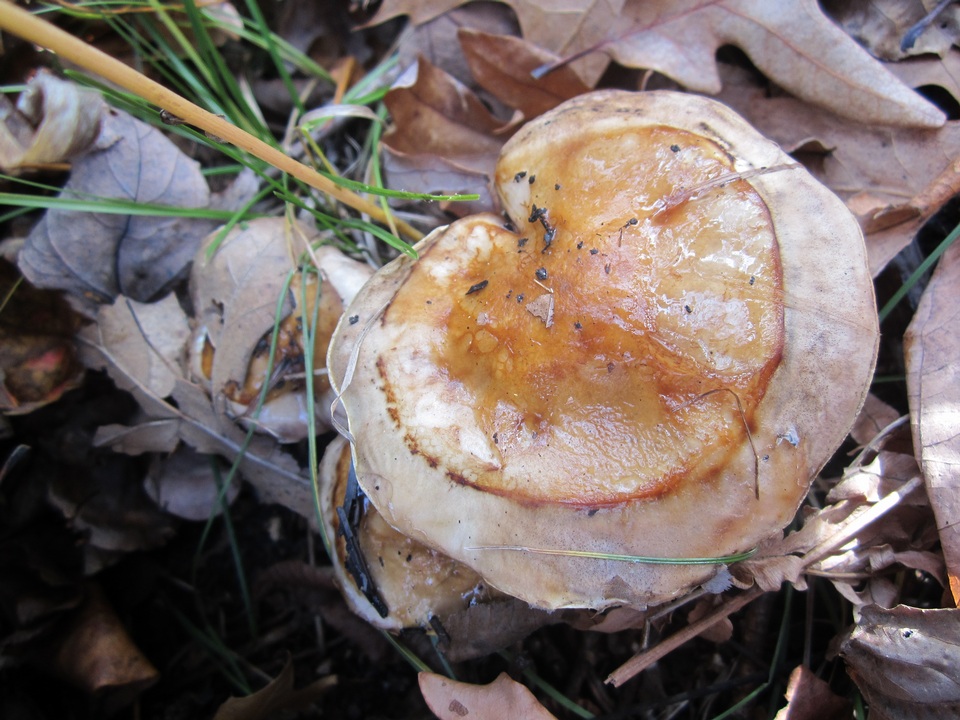 Hygrophorus glutinosus image