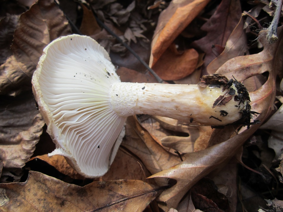 Hygrophorus glutinosus image