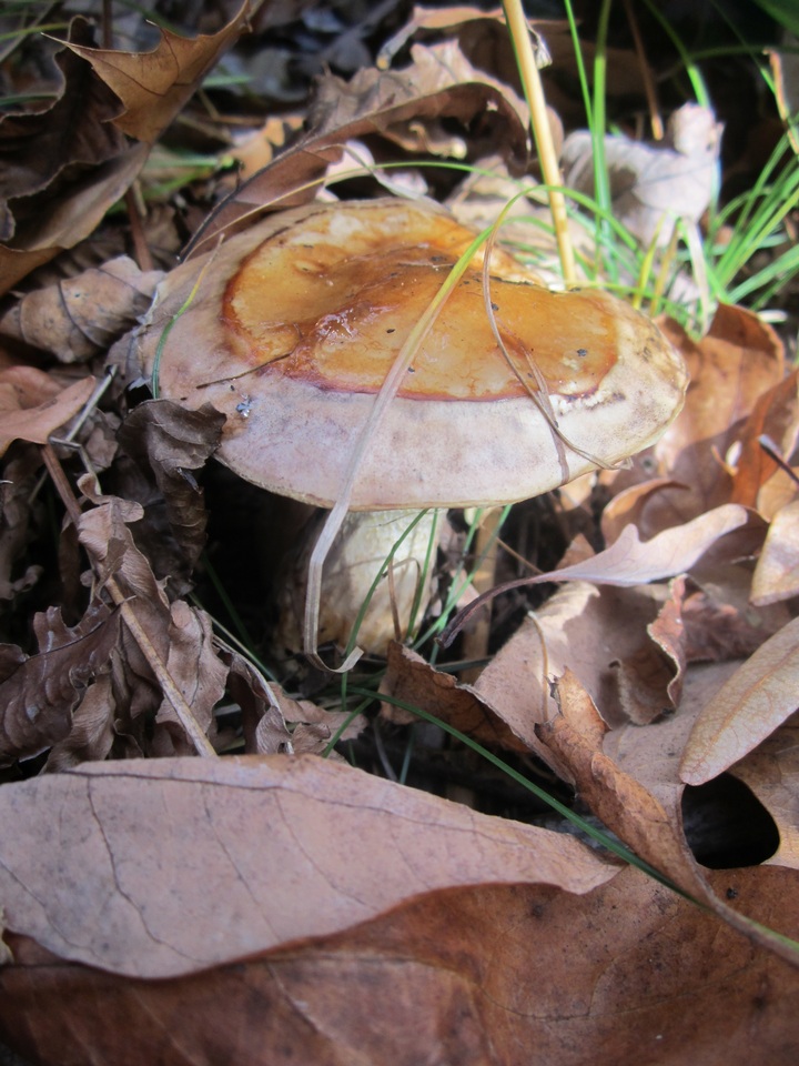 Hygrophorus glutinosus image