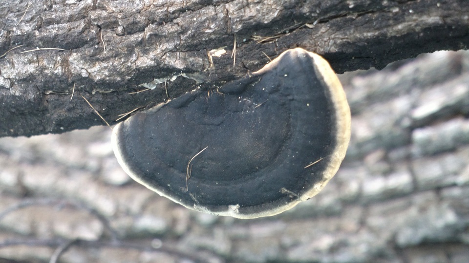 Trametes cingulata image