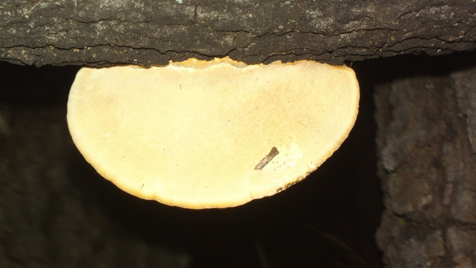 Trametes cingulata image