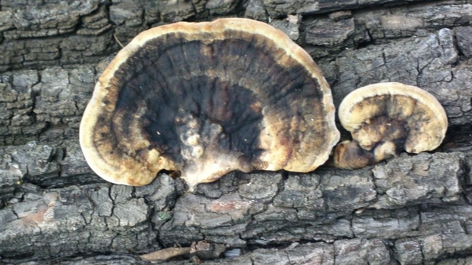 Trametes cingulata image