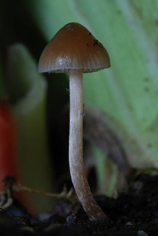Psilocybe tasmaniana image