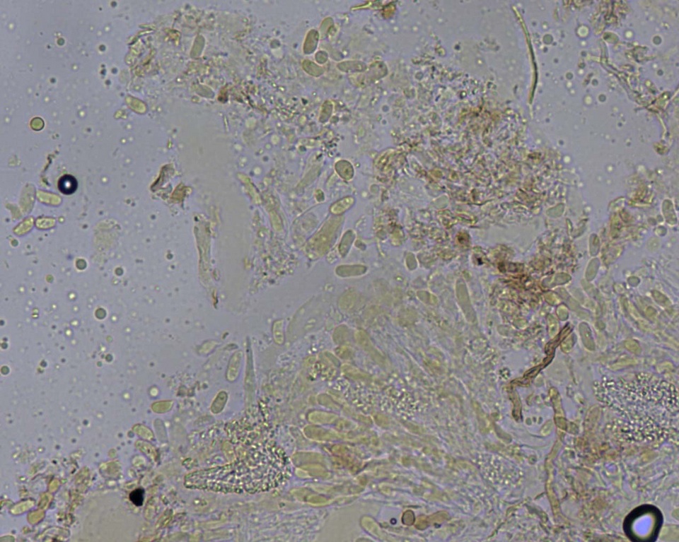 Peniophorella pubera image