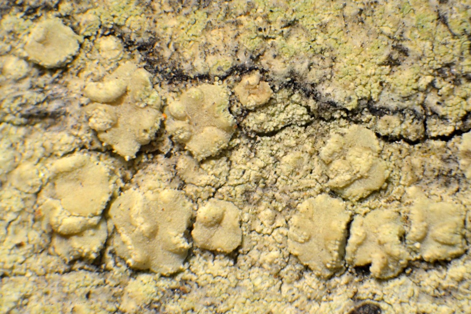 Lecanora expallens image