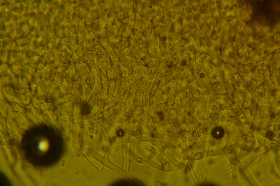 Ceriporia reticulata image