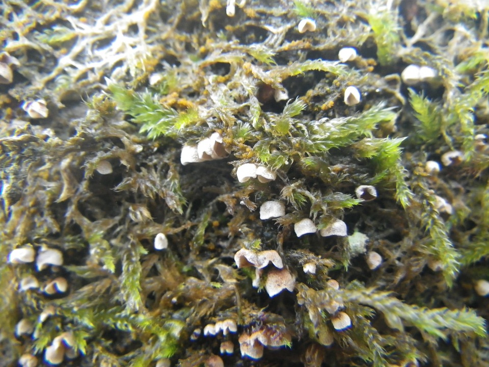 Chromocyphella galeata image