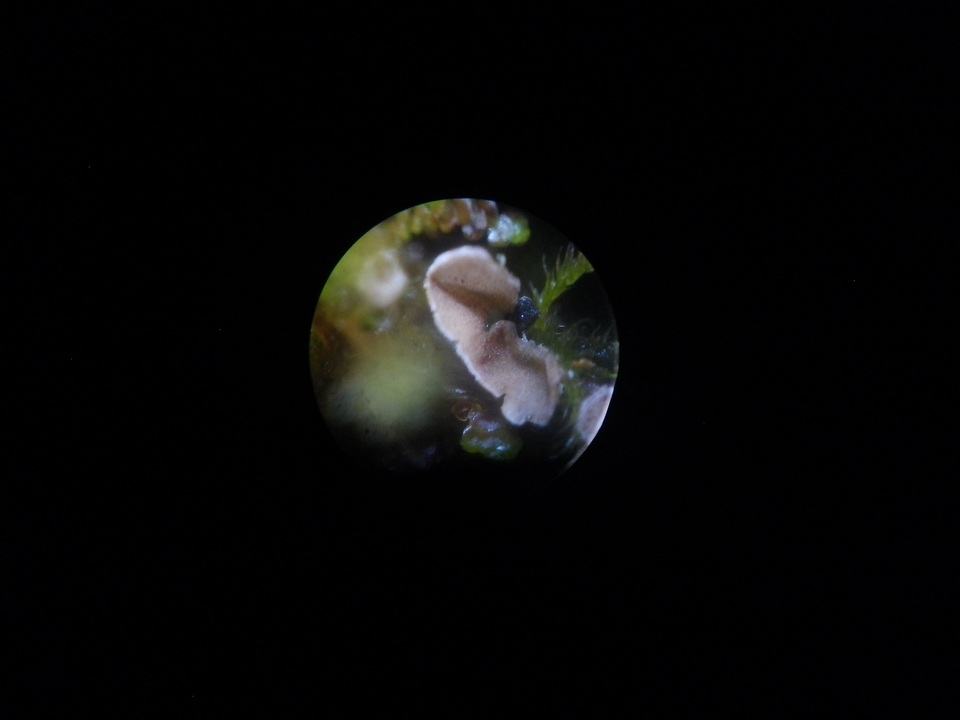 Chromocyphella galeata image