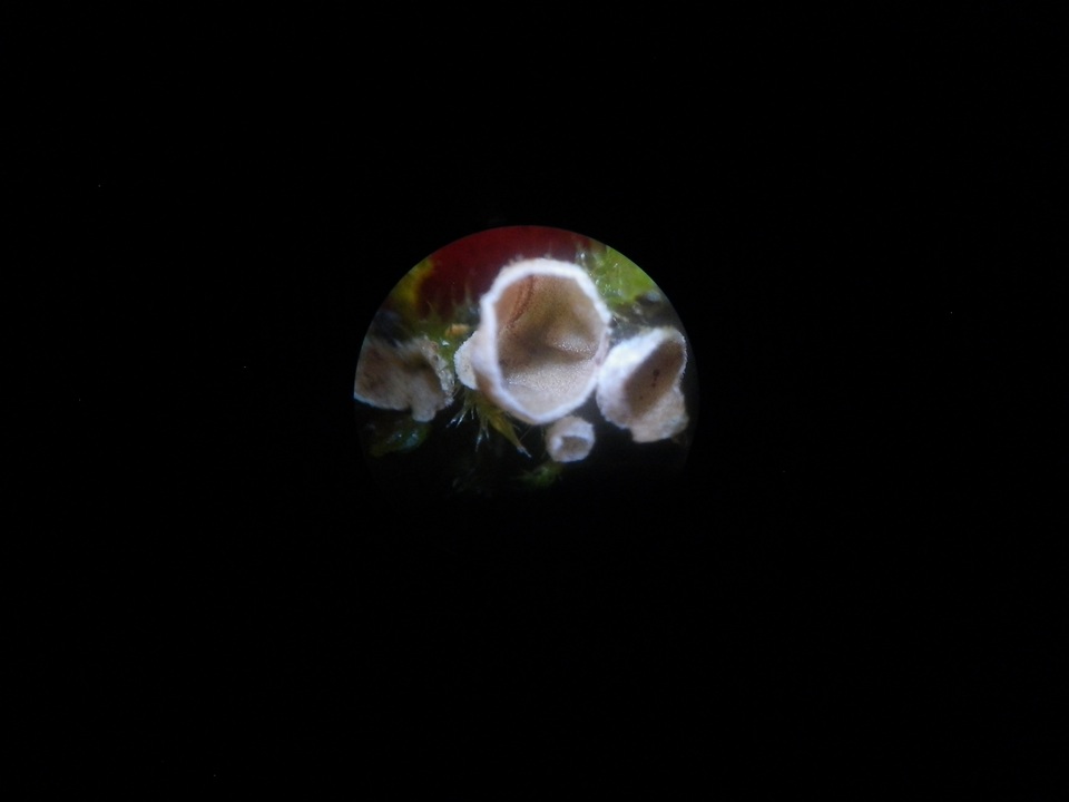 Chromocyphella galeata image