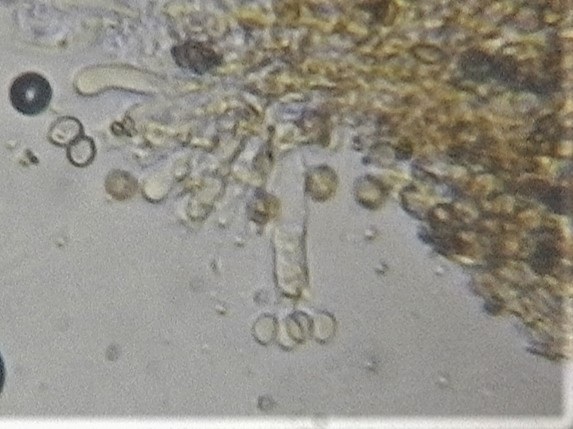 Chromocyphella galeata image