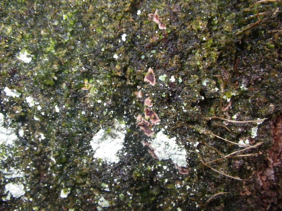 Septobasidium quercinum image