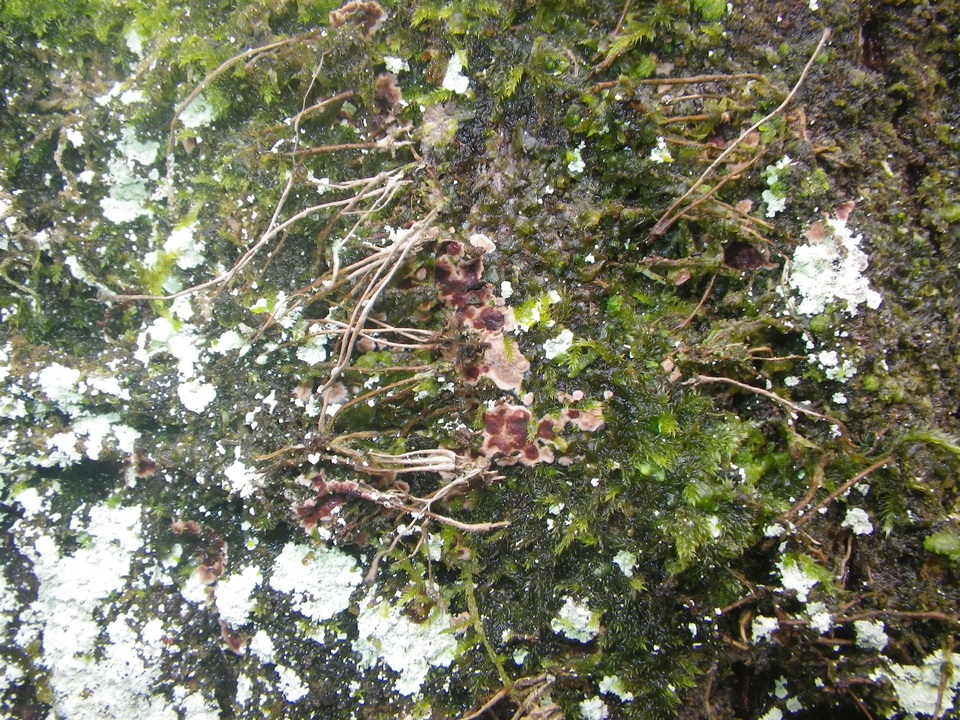 Septobasidium quercinum image