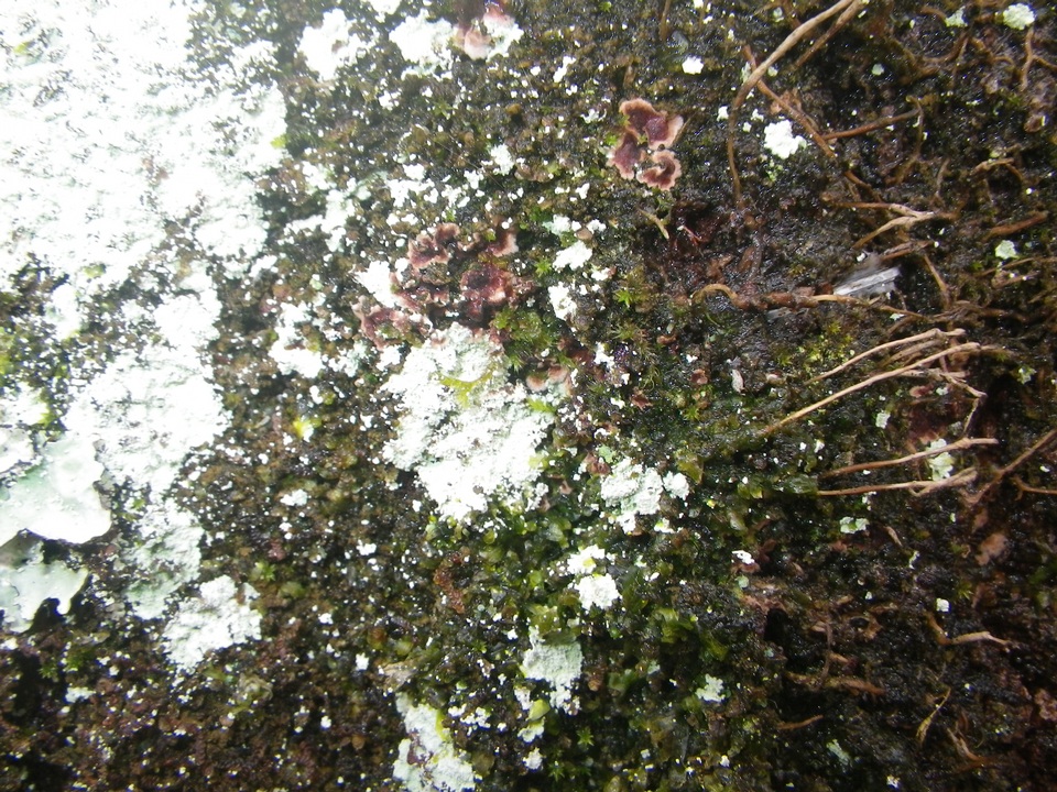 Septobasidium quercinum image