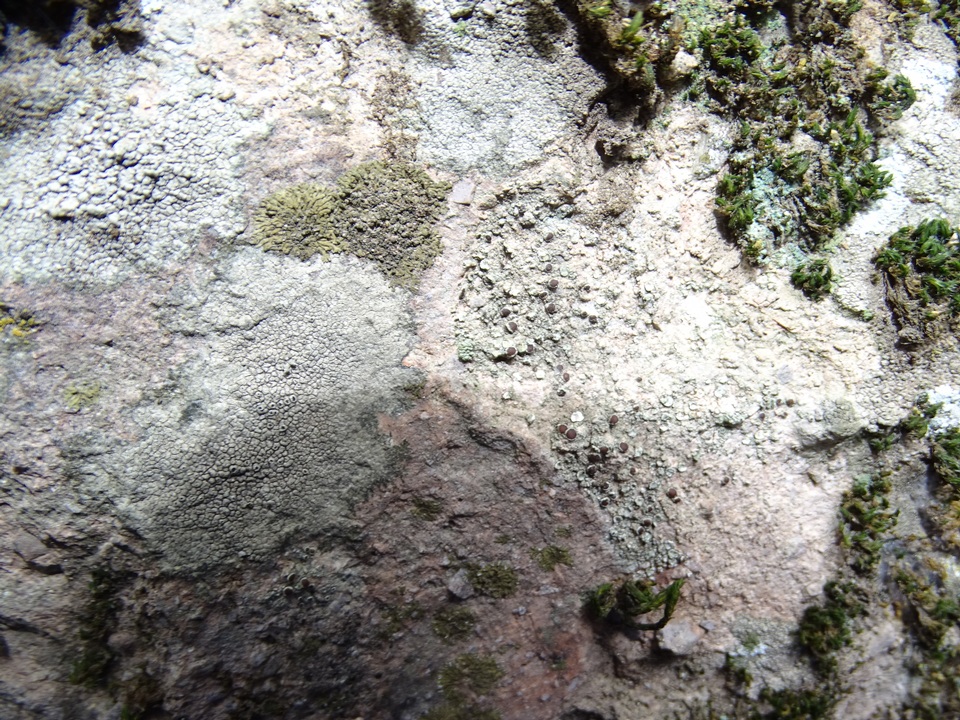 Caloplaca demissa image